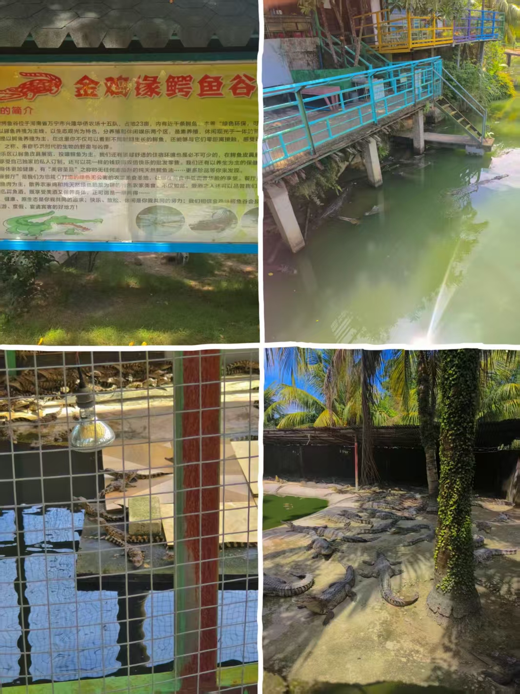 成年鳄鱼与不同年龄段展示