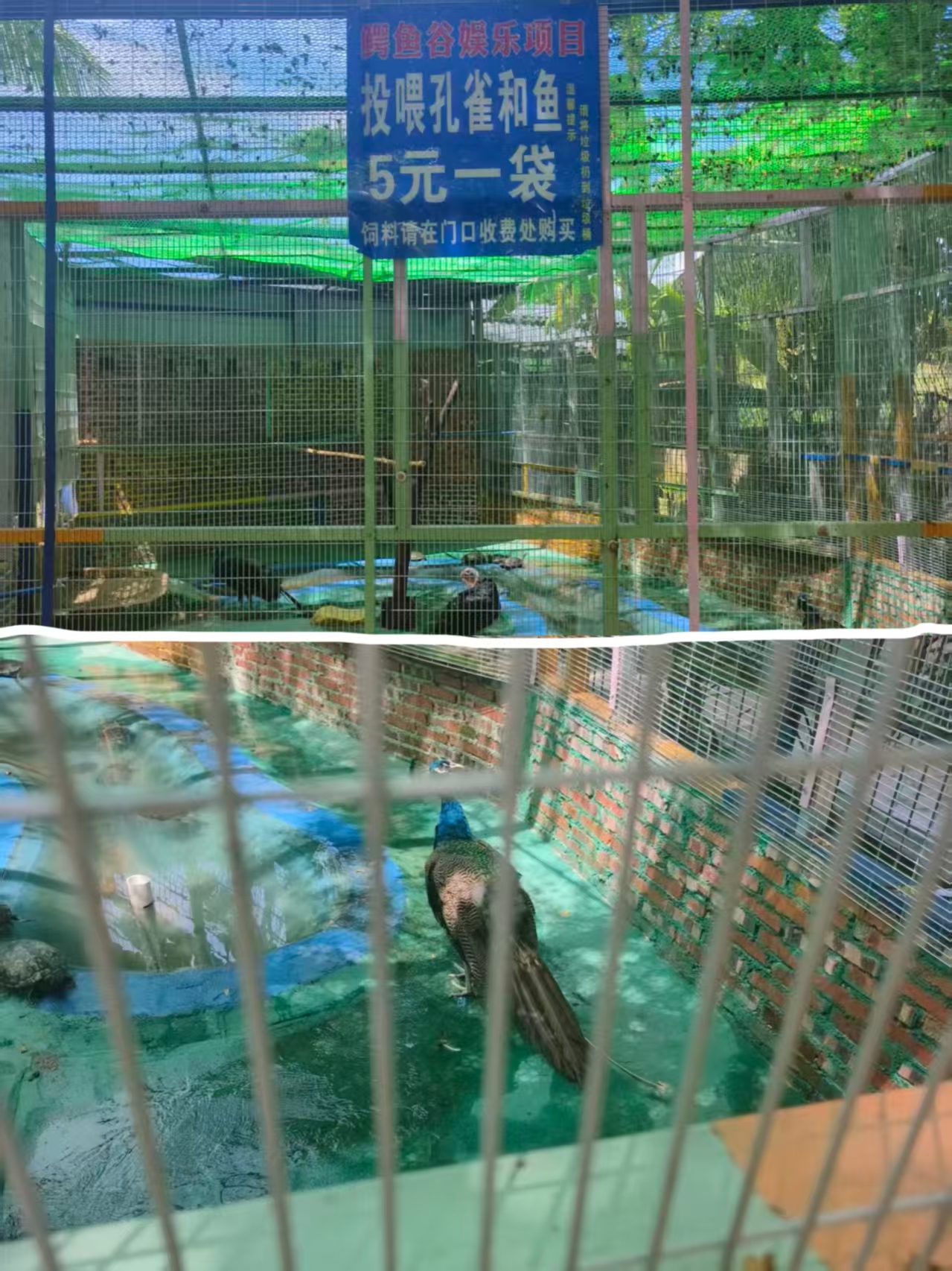 孔雀与乌龟圈舍