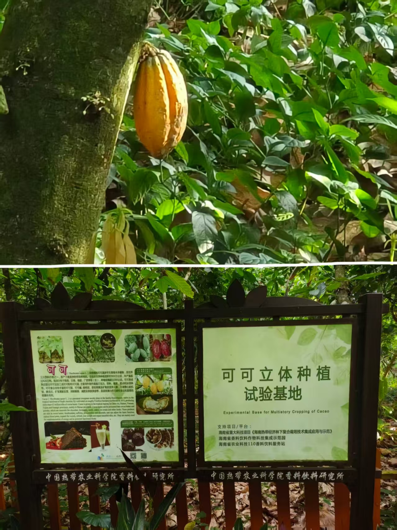 可可园与可可果